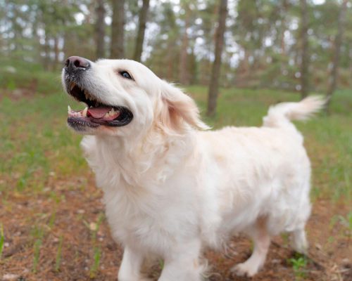 Golden Retriever: Cuidados Para Uma Longa Vida, clínica veterinária 24h