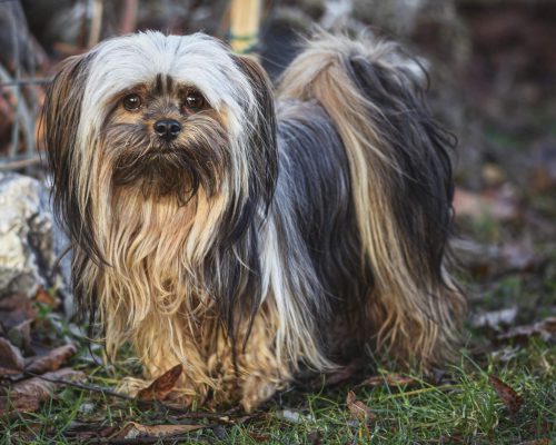 Lhasa Apso: Cuidados Para Uma Vida Saudável, clínica veterinária 24h