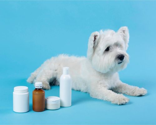 Medicamentos Tóxicos para os Pets: Proteja o Seu Amigo, clínica veterinária 24h