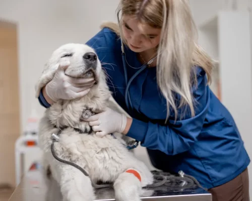 Neurologista Veterinários em Maringá