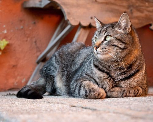 Nome de Gato: Os 10 Mais Comuns em Maringá, clínica veterinária 24h