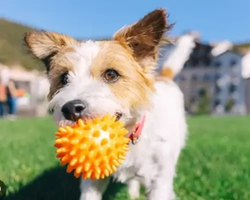 nome para cachorro em 2024