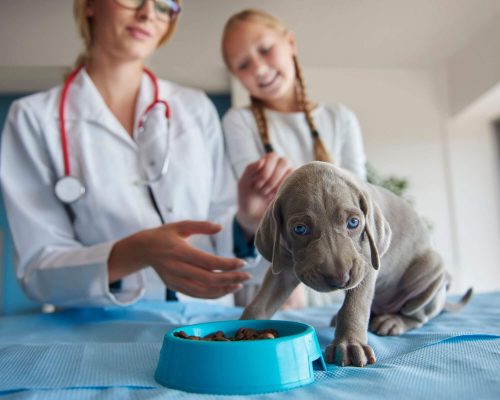 Nutricionista Veterinário em Maringá: Quanto Custa em 2024? clínica veterinária 24h