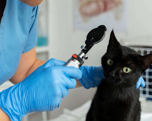 Oftalmologista Veterinário: Quanto Custa em Maringá em 2024? clínica veterinária 24h