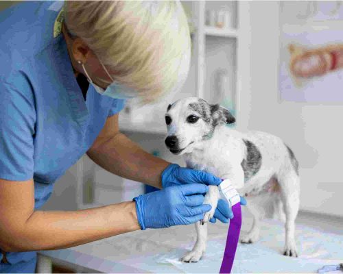 Ortopedista Veterinário: Quanto Custa em Maringá em 2024? clínica veterinária 24h