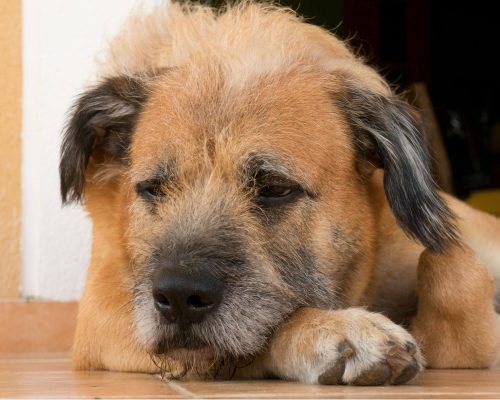 Otite Canina: O Que é e os Cuidados Necessários, clínica veterinária 24h