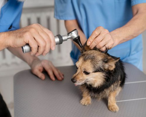 Otite em Cães: O Que É e Como Identificar, clínica veterinária 24h