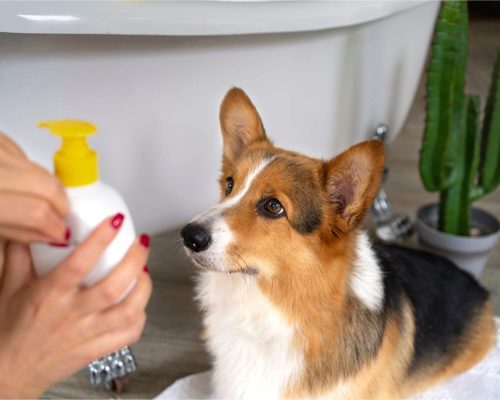 Perfume para Cachorro: Pode Causar Alergia? clínica veterinária 24h