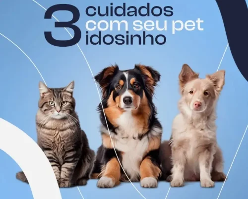 pet-idoso-cuidados-clinica-veterinaria-24h-vetopet