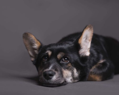 Meu pet está muito quieto: isso é sinal de doença? clínica veterinária 24h