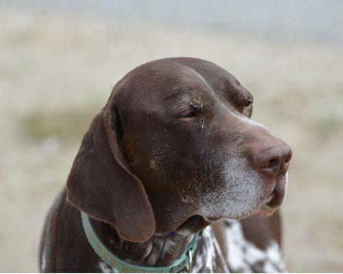 Pets Idosos: 3 Cuidados Essenciais para Garantir Bem-Estar, clínica veterinária 24h