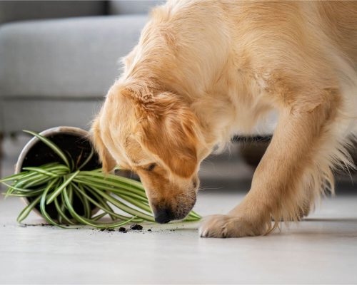 Plantas Tóxicas para Cães: Saiba Quais Evitar, clínica veterinária 24h