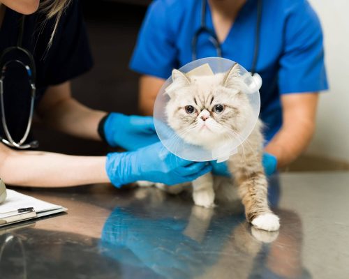 Cuidados pós-operatórios em pets: Guia completo, clínica veterinária 24h