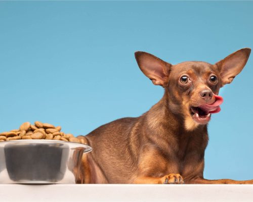 Ração para Cachorro: Como Escolher a Ideal? clínica veterinária 24h