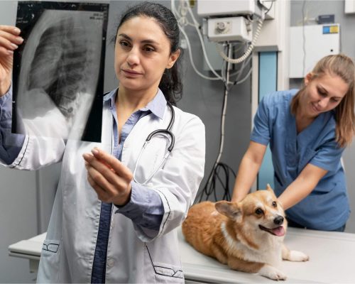 Raio-X Veterinário: Quando é Necessário? clínica veterinária 24h