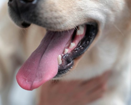 Saúde Bucal do Cachorro: Por Que é Tão Importante? clínica veterinária 24h