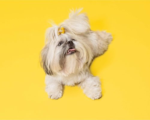 Shih Tzu: Cuidados Para Uma Vida Saudável, clínica veterinária 24h