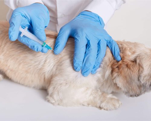 Vacina para Cachorro: A Importância da Proteção, clínica veterinária 24h