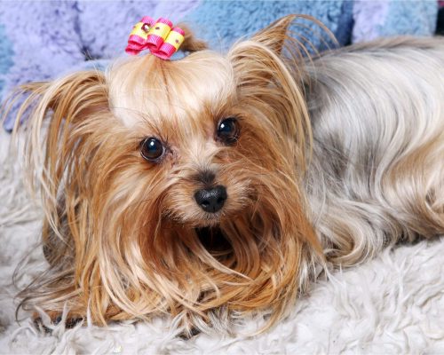 Yorkshire Terrier: Cuidados Essenciais para uma Vida Saudável clínica veterinária 24h