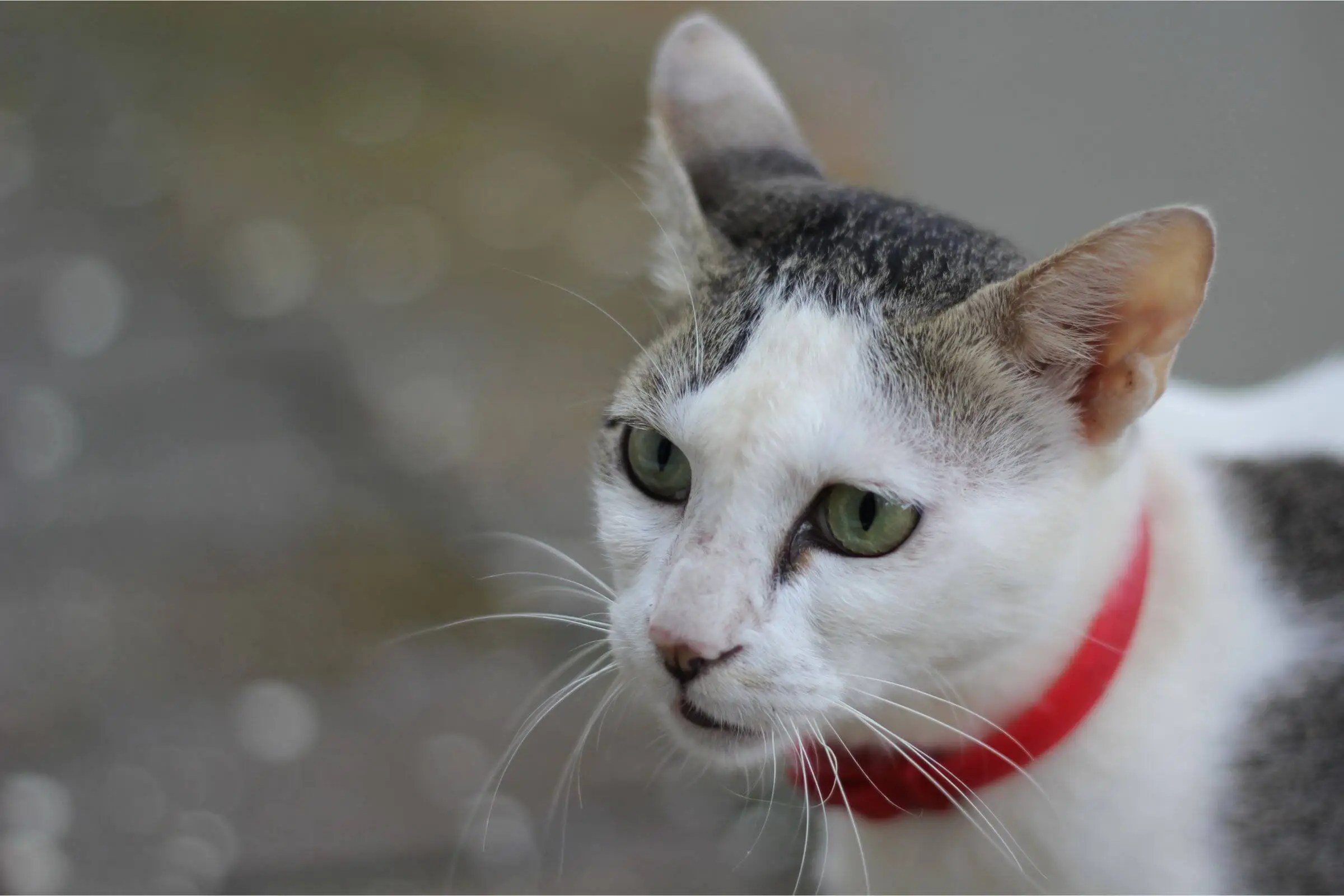 Gato sangrando pelo nariz: O que devo fazer? clínica veterinária 24h