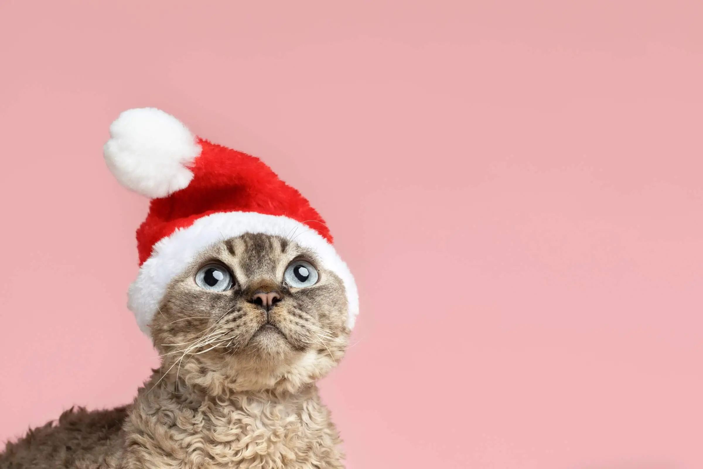 Cuidados com seu gato no Natal, clínica veterinária 24h