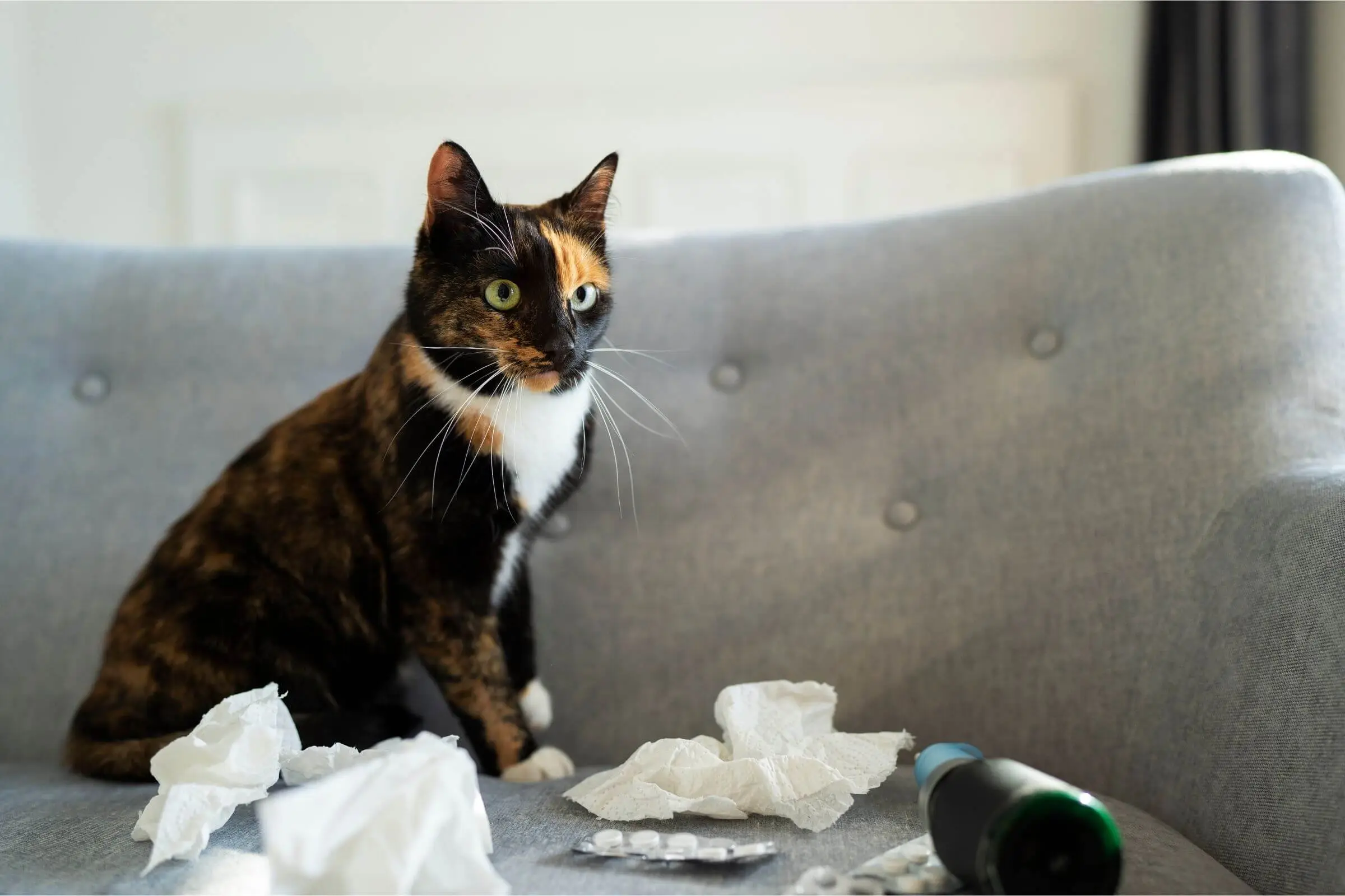 Posso dar dipirona para gato? clínica veterinária 24h