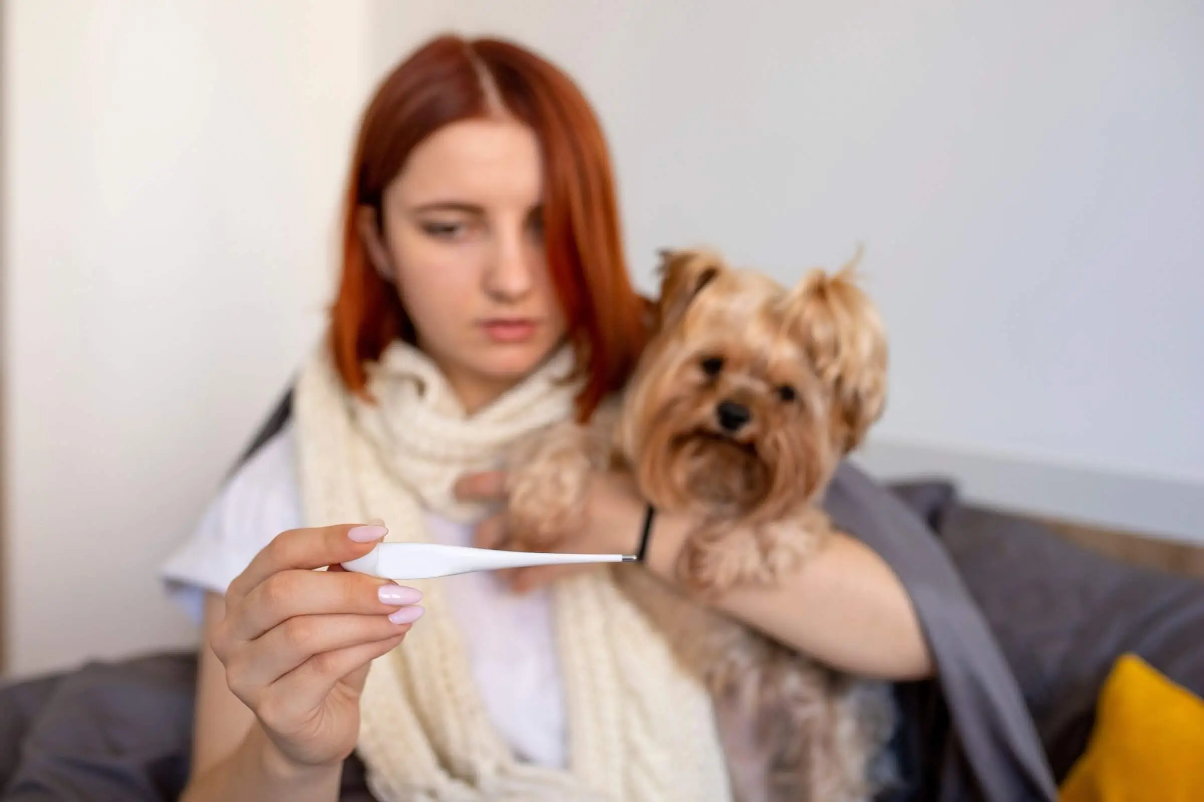 Febre canina: Como saber se o seu cão está com febre, clínica veterinária 24h