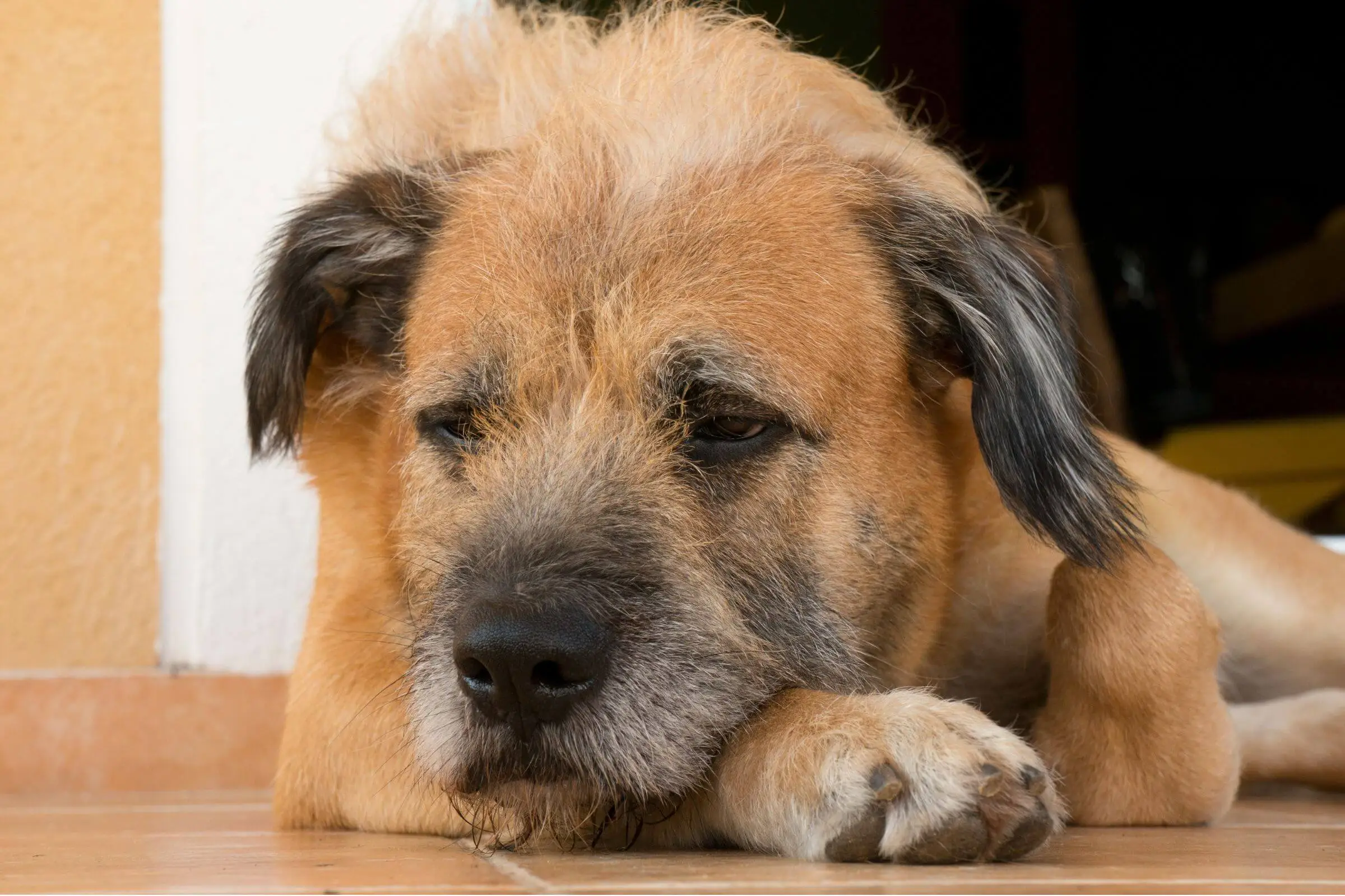 Otite Canina: O Que é e os Cuidados Necessários, clínica veterinária 24h