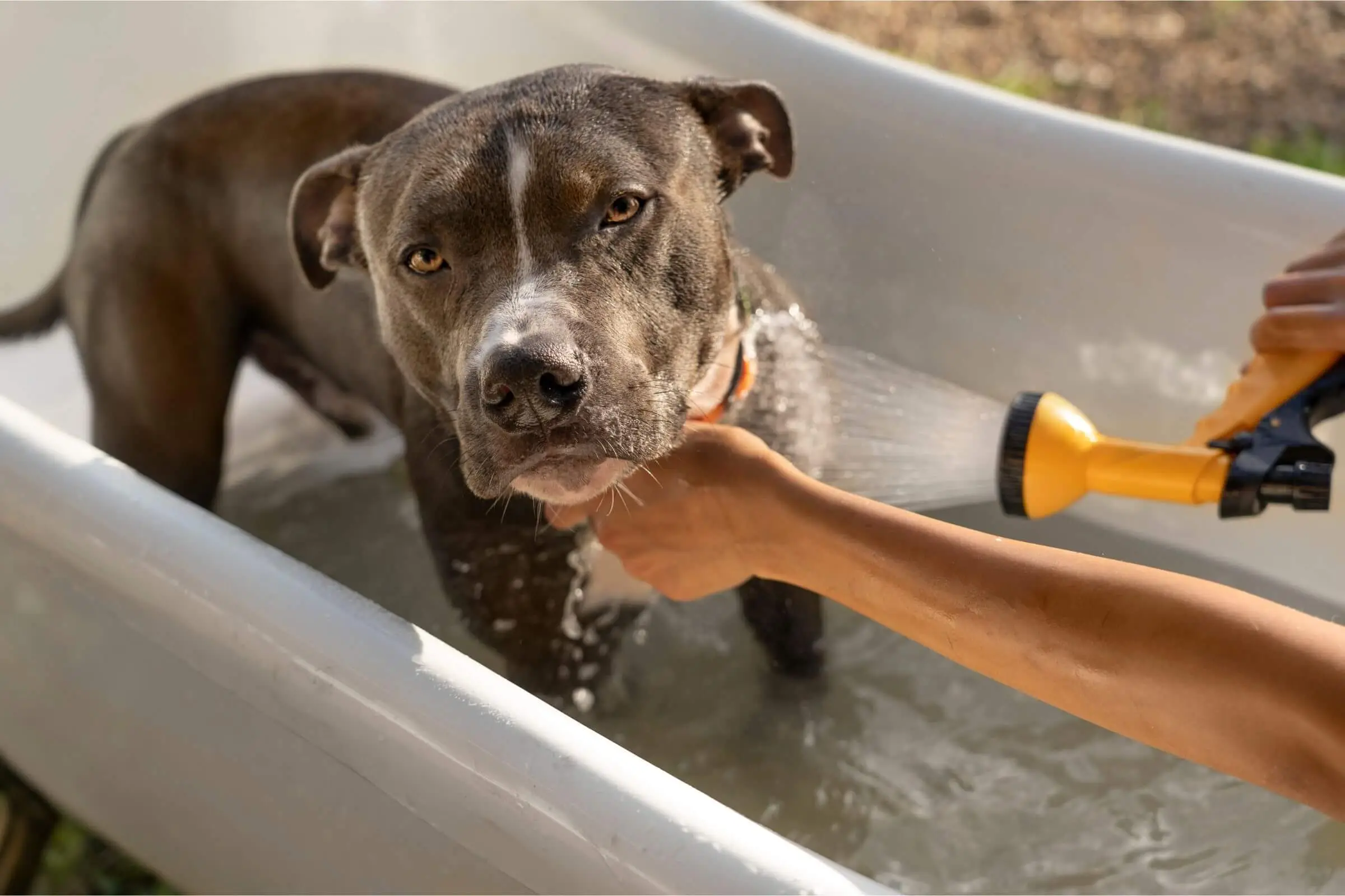 Banho para Cachorro: Qual a Frequência Ideal? clínica veterinária 24h