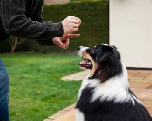 Adestramento para Cães: O Que Você Precisa Saber clínica veterinária 24h