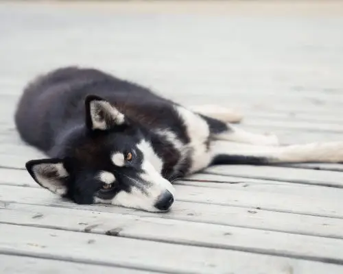 Cachorro Atropelado: Primeiros Socorros, clínica veterinária 24h