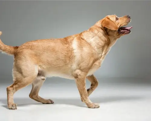 Cachorro mancando: O que devo fazer? clínica veterinária 24h