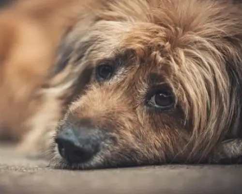 cachorro tremendo o que pode ser informações de 2024