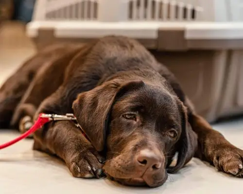 Cachorro urinando sangue: O que fazer? clínica veterinária 24h