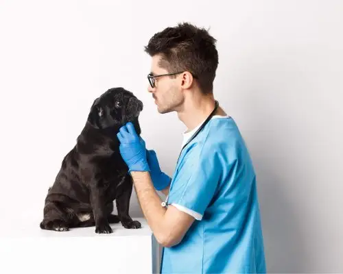 Endocrinologista Veterinário: Quanto Custa em Maringá em 2024? clínica veterinária 24h