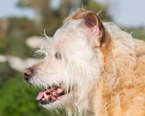 Quantos Anos Vive um Cachorro? clínica veterinária 24h