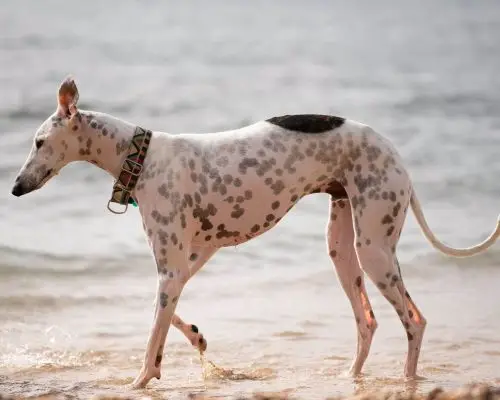 Quais as Raças Raras de Cachorro Mais Exclusivas do Mundo? clínica veterinária 24h