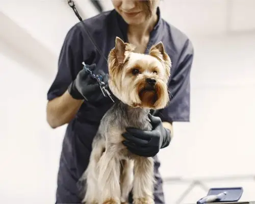 Banho e Tosa para Cachorro: 3 Cuidados Essenciais em Maringá, clínica veterinária 24h