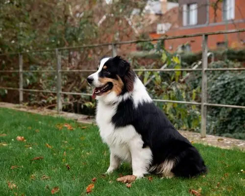 Border Collie: Cuidados Essenciais para uma Vida Saudável, clínica veterinária 24h