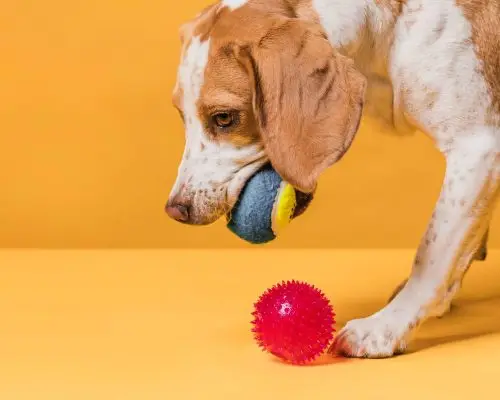 5 Excelentes Brinquedos para Cães, clínica veterinária 24h