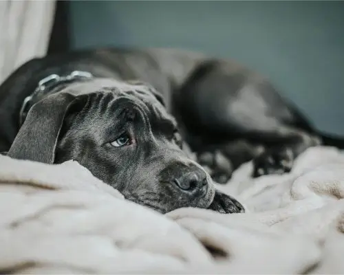 Cachorro com diarreia: O que pode ser? clínica veterinária 24h