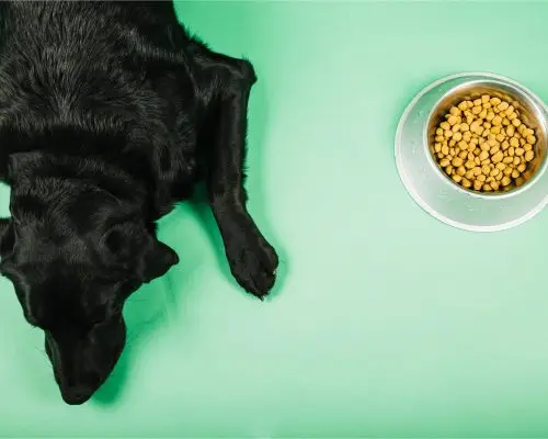 Cachorro Não Come Ração: O Que Fazer? clínica veterinária 24h