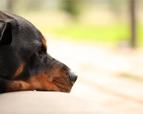 Cachorro sangrando pelo nariz: O que devo fazer? clínica veterinária 24h