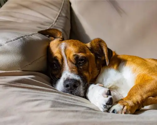 Meu cachorro tem medo de chuva: Como ajudar? clínica veterinária 24h