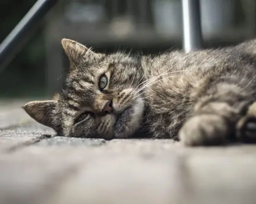 Gato vomitando espuma branca: O que pode ser? clínica veterinária 24h