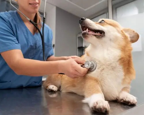 Internamento de cães em Maringá: Quanto custa e o que observar? clínica veterinária 24h