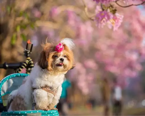 Nome de Cachorro: Os 10 Mais Comuns em Maringá, clínica veterinária 24h