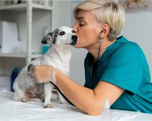 Pet Saudável: Quais Exames de Rotina Precisa Fazer, clínica veterinária 24h