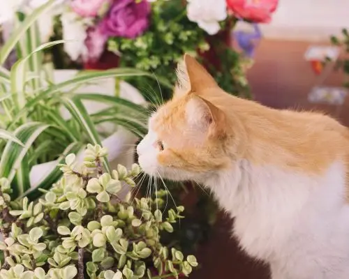 Plantas Tóxicas para Gatos: Saiba Quais Evitar, clínica veterinária 24h