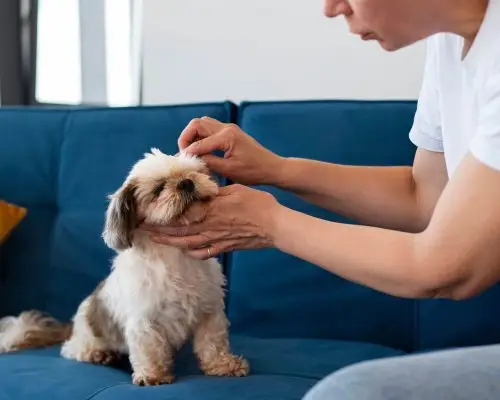 Como Evitar Pulgas e Carrapatos, clínica veterinária 24h